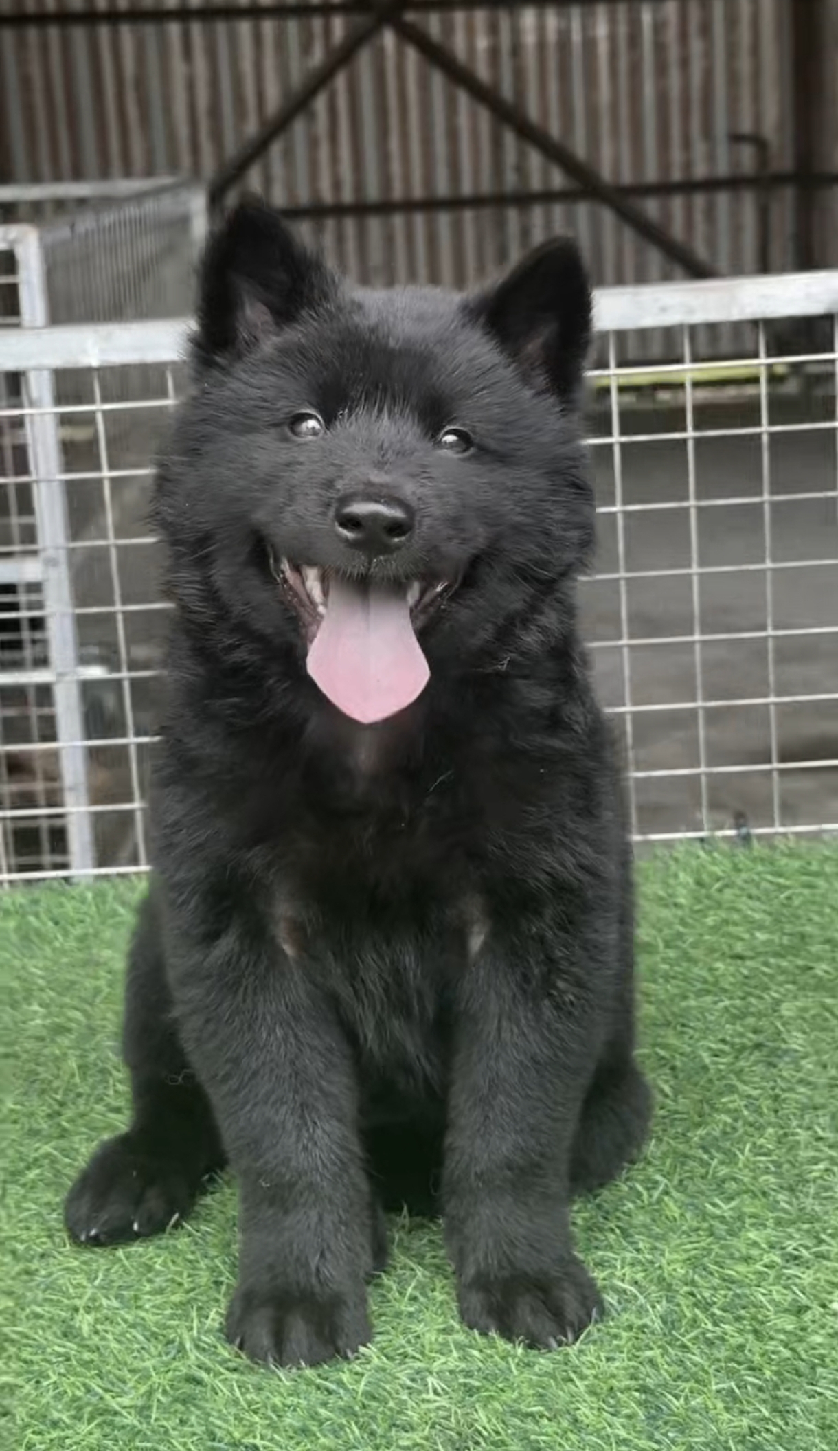 老家养的五黑犬（黑毛、黑鼻、黑眼、黑舌、黑爪）中华田园